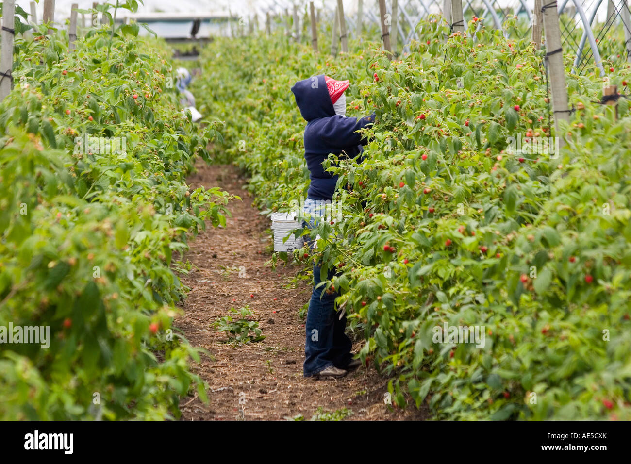 Weibliche Einwanderer Landarbeiter in einer Reihe von Himbeeren Pflanzen erreichen die Beeren in einem California-Feld Stockfoto