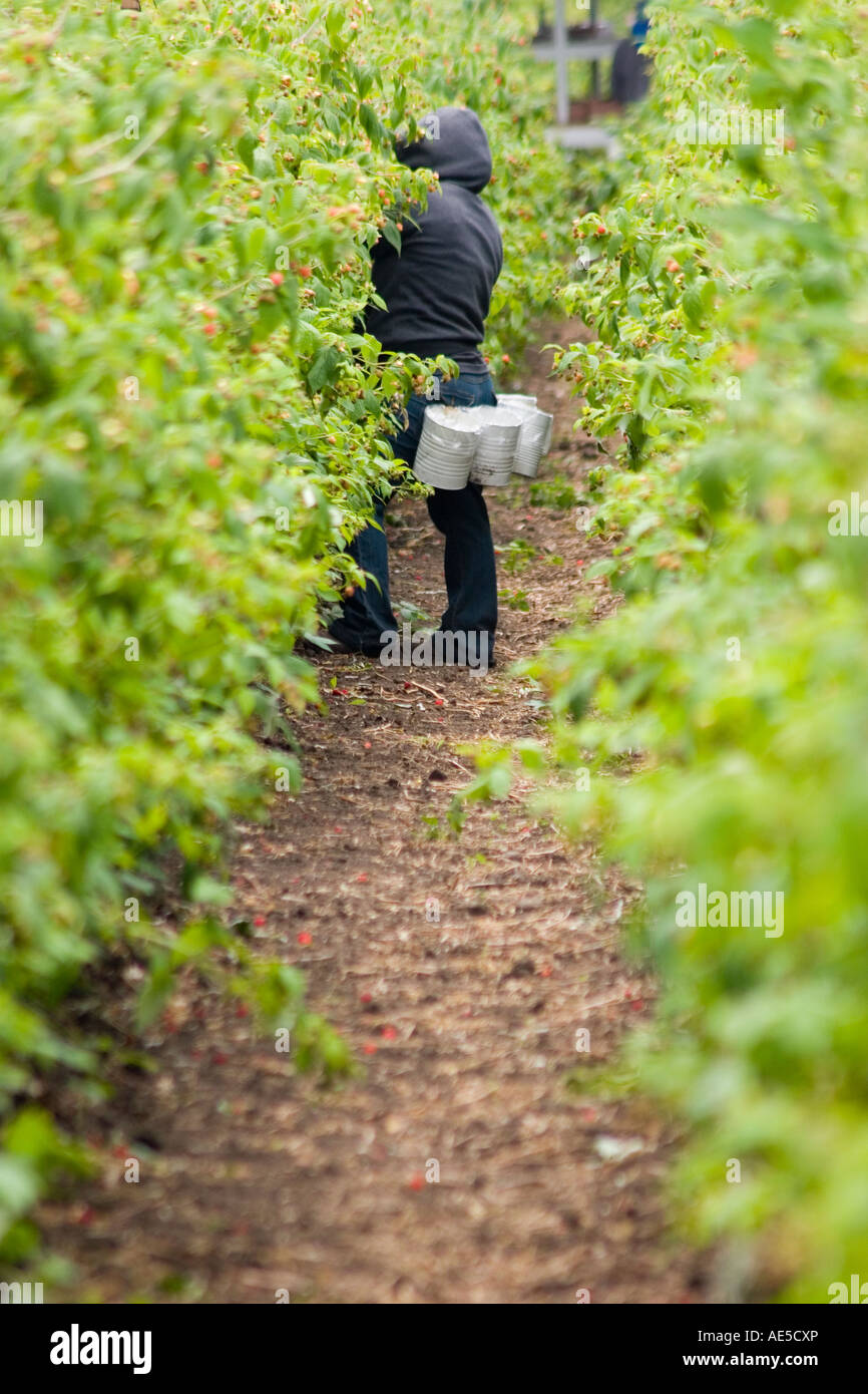 Weibliche Einwanderer Landarbeiter in einer Reihe von Himbeeren Pflanzen erreichen die Beeren in einem California-Feld Stockfoto