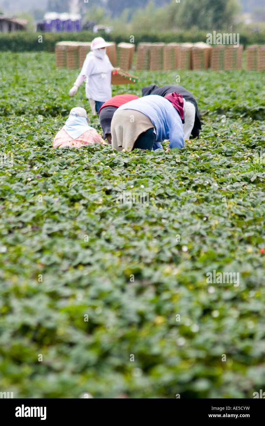 Hispanische Einwanderer Landarbeiter im Erdbeerfeld biegen über Erdbeere Pflanzen auszuwählen Stockfoto