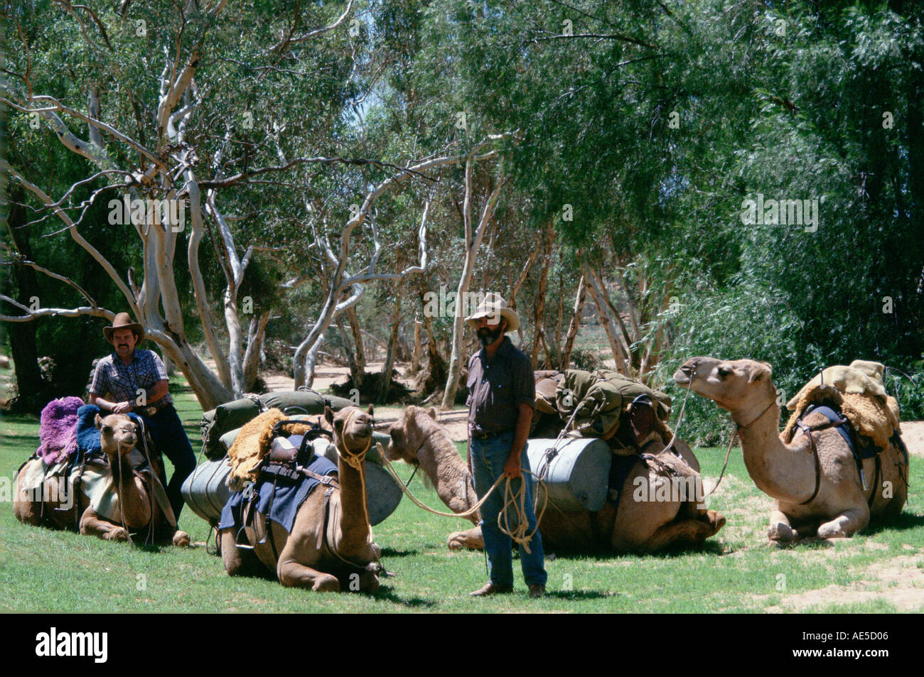 Kamel Viehtreiber mit Kamelen in Alice Springs in Australien Stockfoto