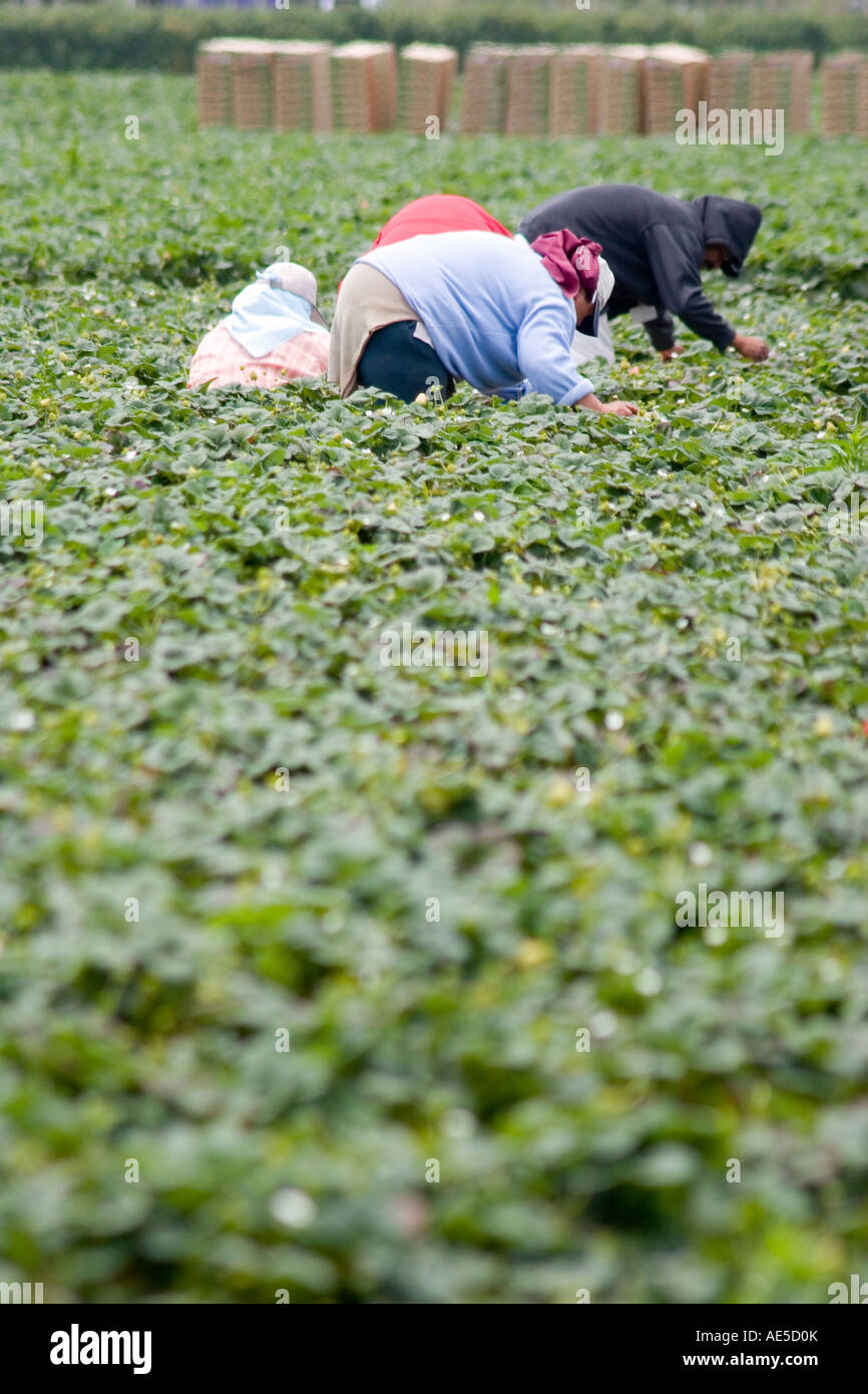Hispanische Einwanderer Landarbeiter im Erdbeerfeld bücken und erreichen Erdbeere Pflanzen auswählen Stockfoto