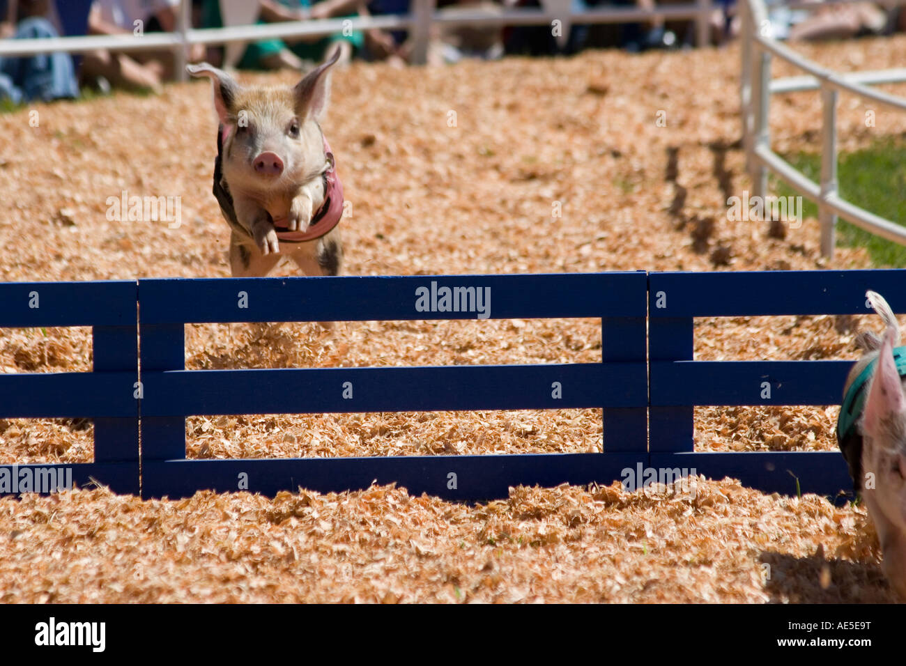 Schwein auf dem zweiten Platz springen eine Hürde in ein Schwein racing Wettbewerb im Santa Cruz County Fair in Watsonville Kalifornien gesichtet Stockfoto