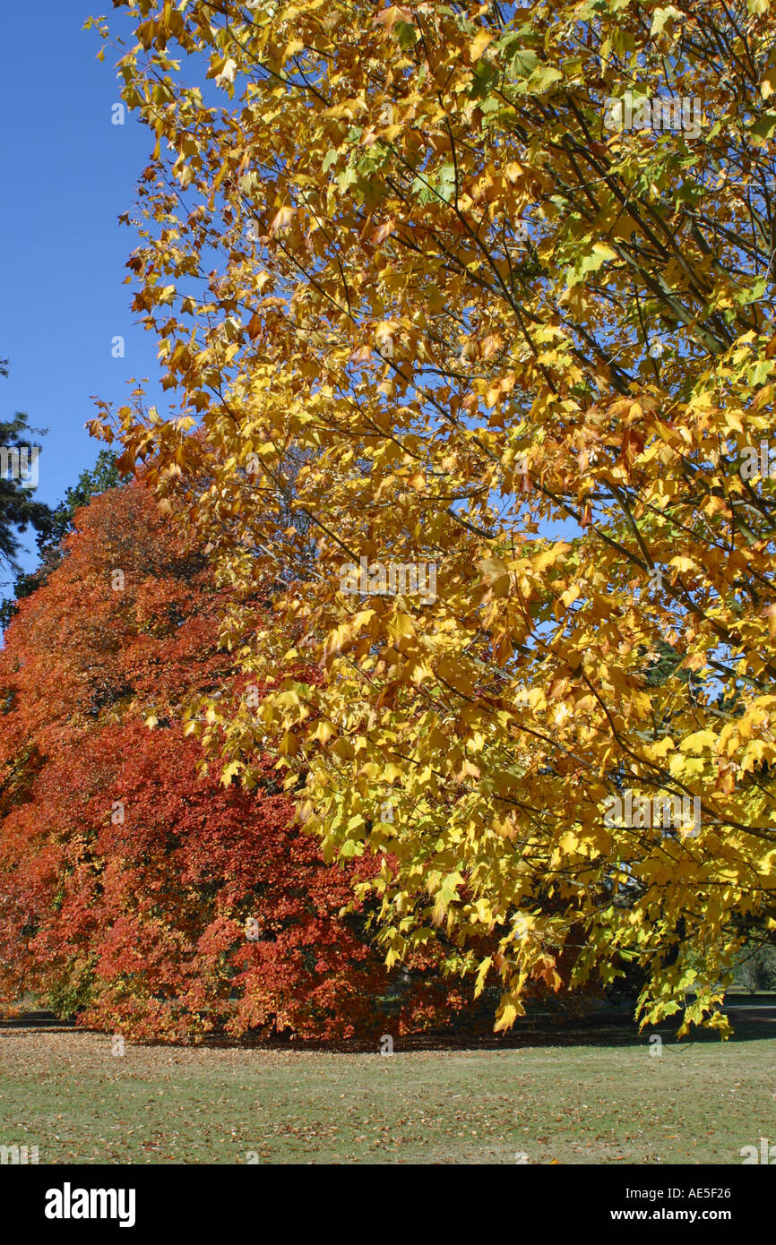 Fallen Sie Herbst Jahreszeiten Herbst Fall helles gold-gelbes-Orange braune Blätter Stockfoto