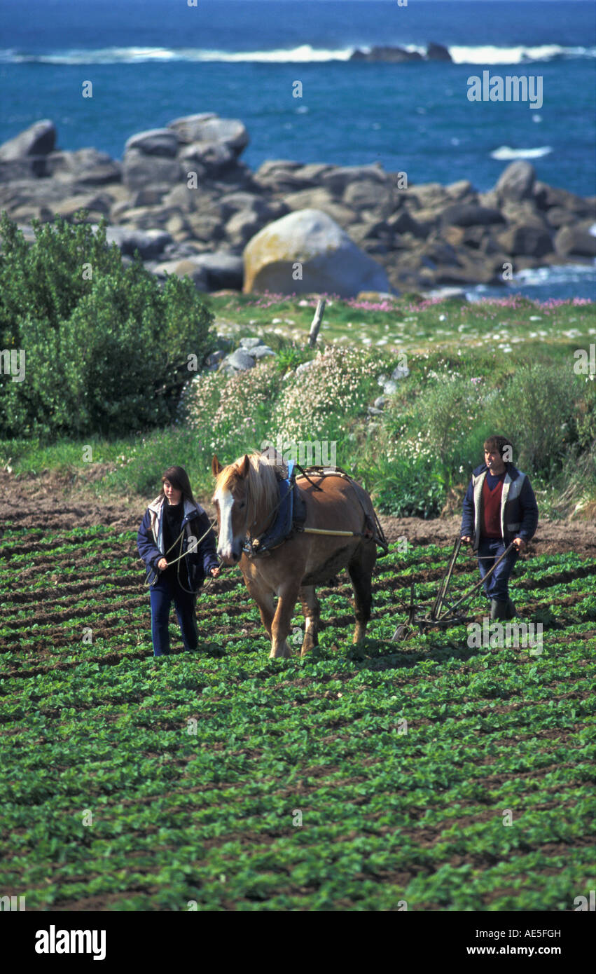 Frankreich, Bretagne, Insel Batz, Bauern Hochzeit Kartoffelfeld mit Arbeitstier Stockfoto