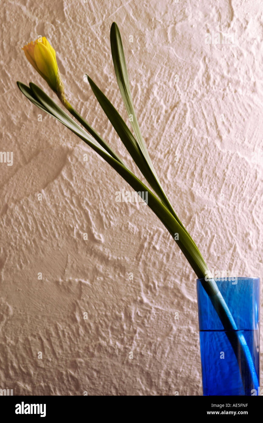 Narzissen in blauer vase Stockfoto