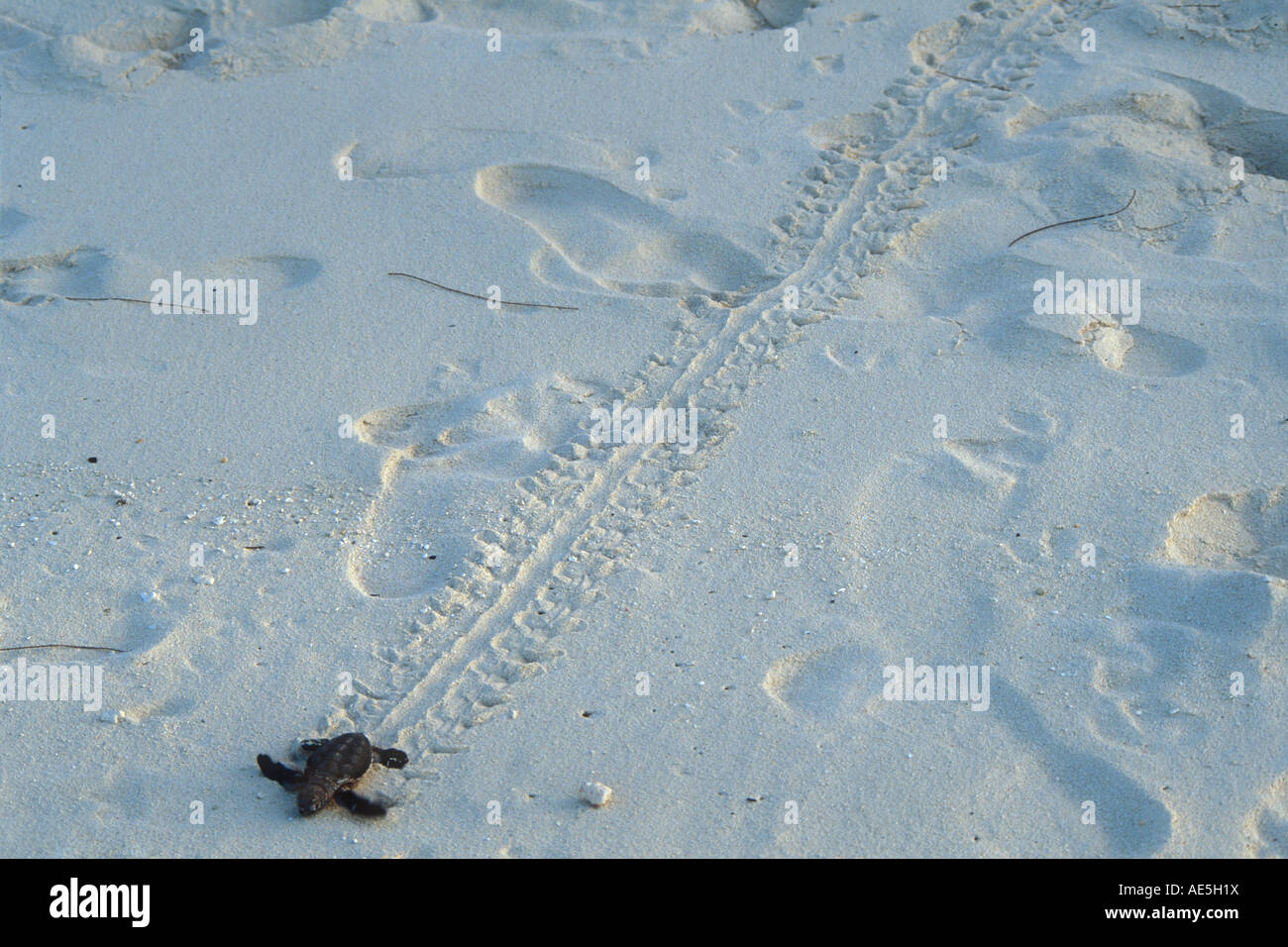 Schildkröte-Jungtier, Spuren im Sand, wie es langsam und instinktive Reise hinunter den Strand - Heron Island-Queensland-Australien macht Stockfoto