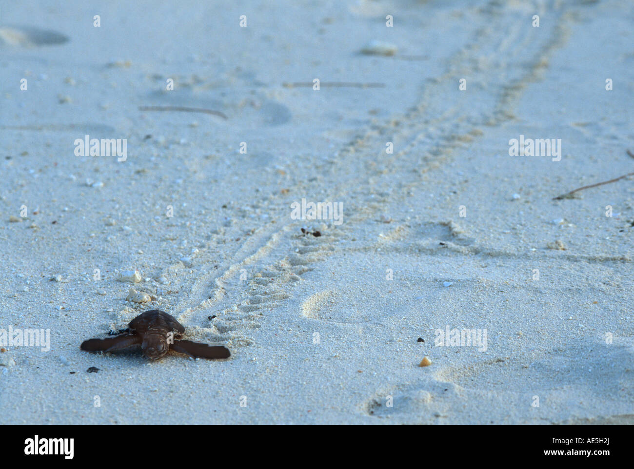 Schildkröte-Jungtier, Spuren im Sand, wie es langsam und instinktive Reise hinunter den Strand - Heron Island-Queensland-Australien macht Stockfoto