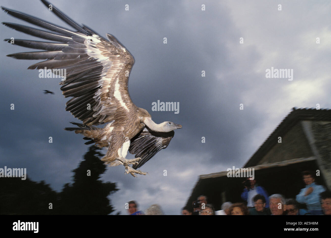 Frankreich Carcassonne Geier abgeschottet Fulvus fliegen in Himmel Leute im Hintergrund zeigen Stockfoto
