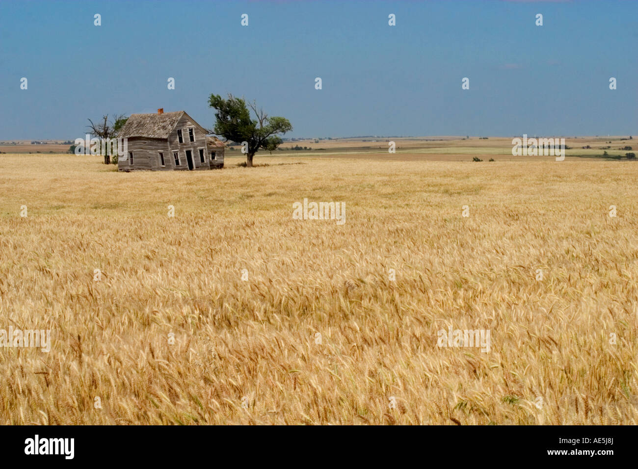 Verzogene verlassenes Haus fallen neben Vernachlässigung befindet sich in einem Feld von Weizen in der weiten Prärie Land of Oklahoma Stockfoto