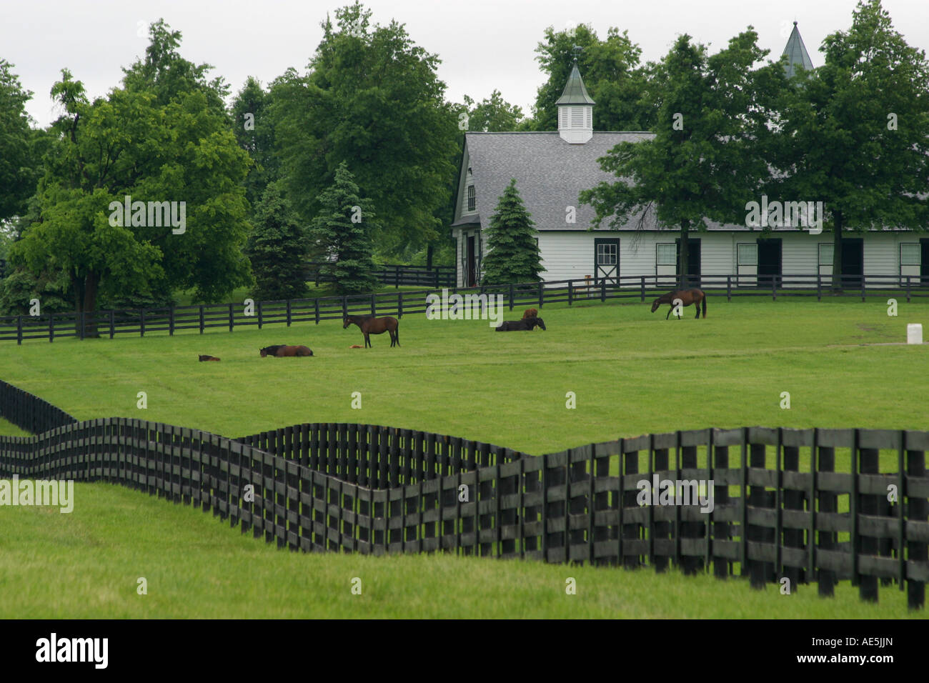 Pferde grasen neben der Scheune in einem Feld mit Zäune auf den sanften Hügeln der Lexington Kentucky Horse farm Stockfoto