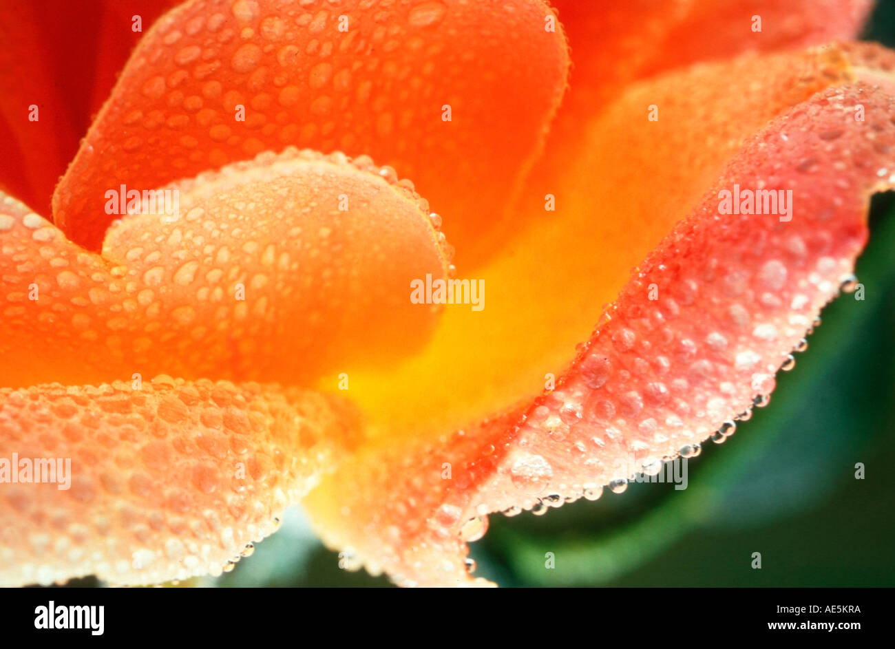 Tautropfen auf Rosenblättern Stockfoto