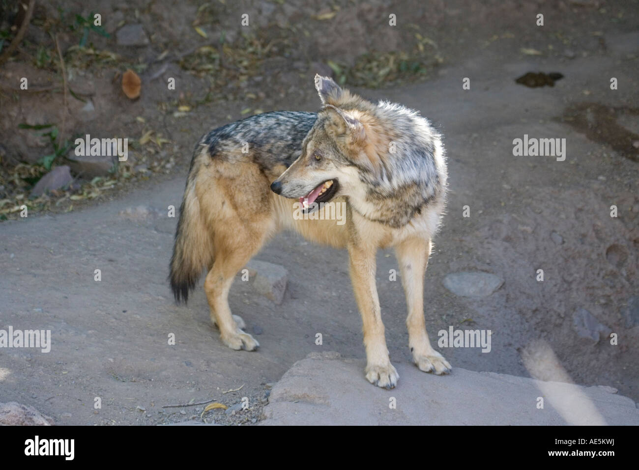 Grauer Wolf Canis Lupus Bayleyi Arizona Sonora Desert Museum Tucson Arizona USA 20 März Stockfoto