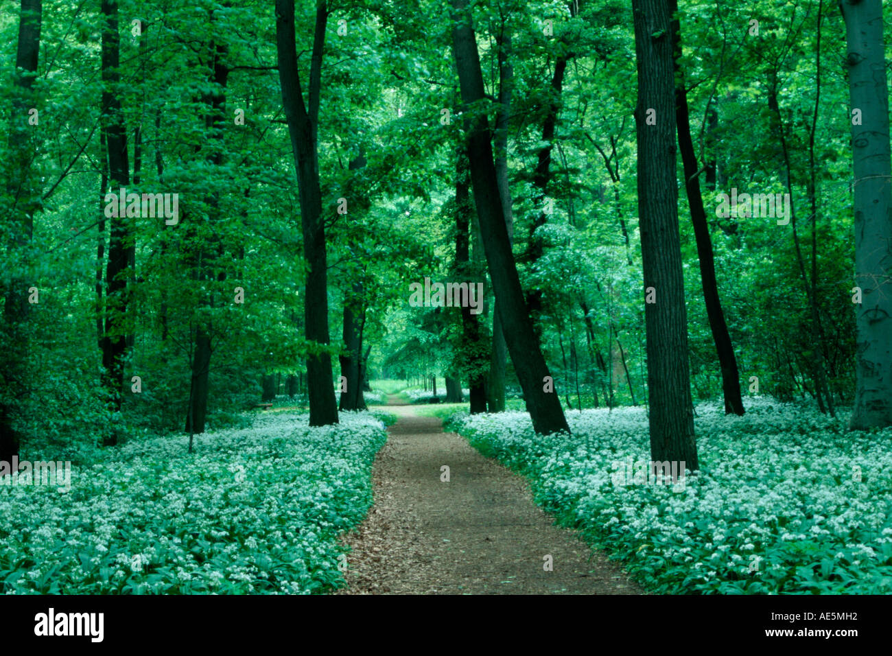 Pfad zuckender Laubwald mit Bärlauch im Frühjahr, Sachsen-Anhalt, Deutschland (Allium Ursinum) Stockfoto