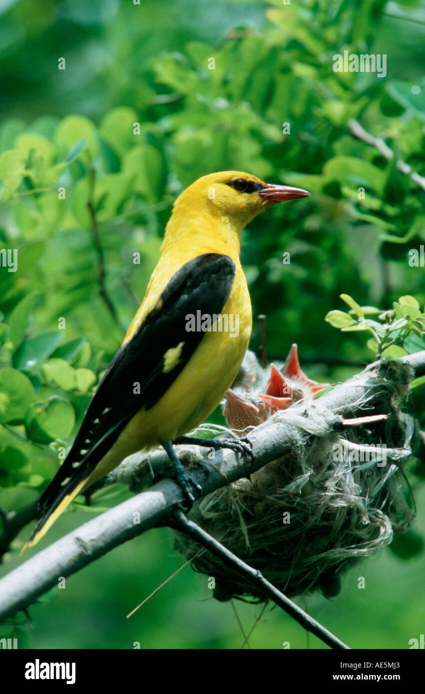 Pirol, männlich mit Küken im Nest, Bulgarien (Oriolus Oriolus) Stockfoto