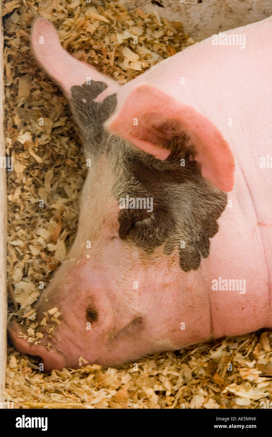 Kopf und Gesicht eines Schweins, schlafen in einem Bett aus einem Strohhalm Stockfoto