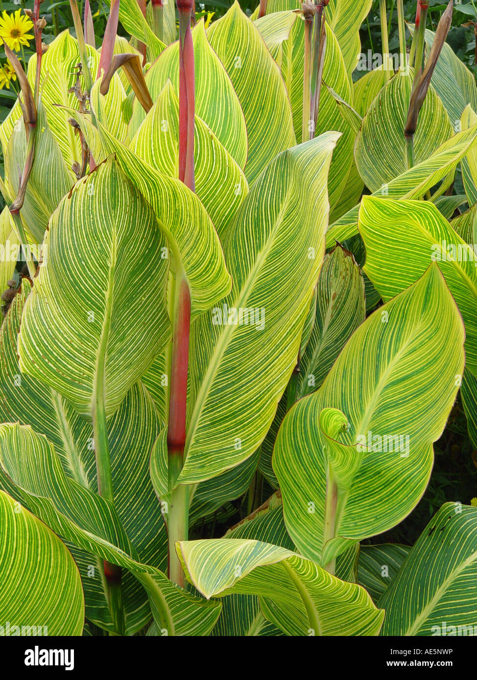 CANNA Striata - buntes Laub und Blüten Stockfoto