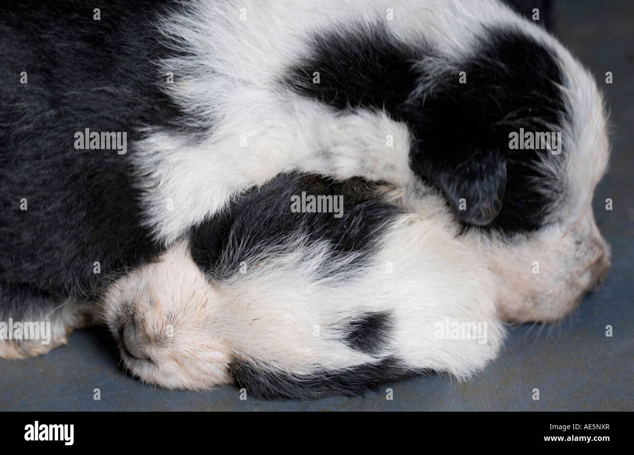 Zwei Wochen alten Neugeborenen Mischling schwarz-weiß Welpen schlafen kuschelte zusammen, um warm zu halten Stockfoto