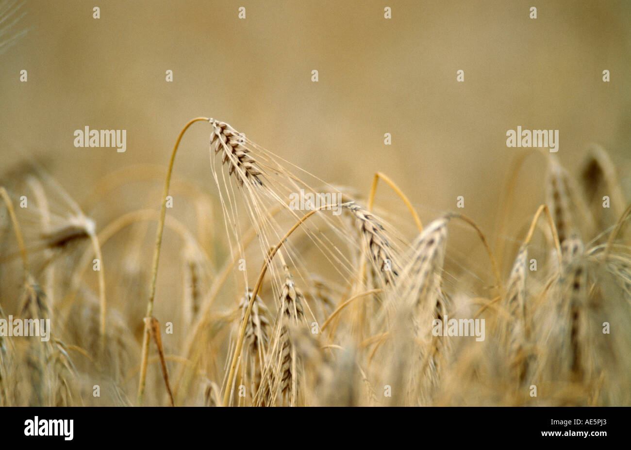 Gerste, North Rhine-Westphalia, Deutschland (Hordeum Vulgare) Stockfoto