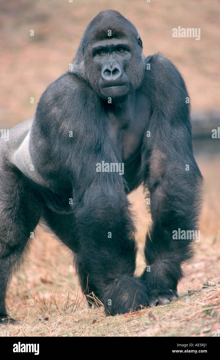 Westen Sie Gorilla Silberrücken (Gorilla Gorilla Gorilla) Stockfoto