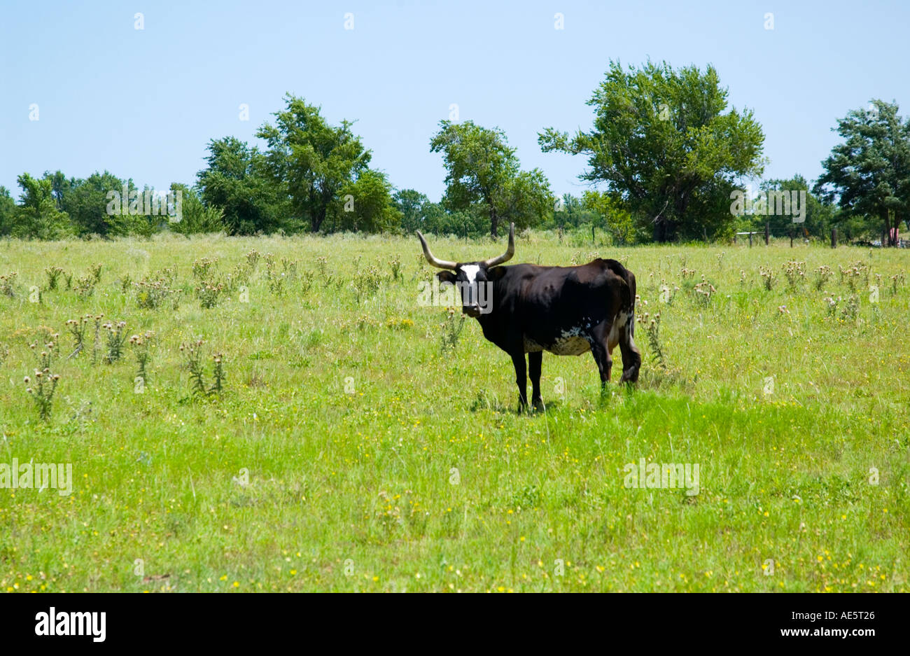 Texas longhorn cow steer -Fotos und -Bildmaterial in hoher Auflösung ...
