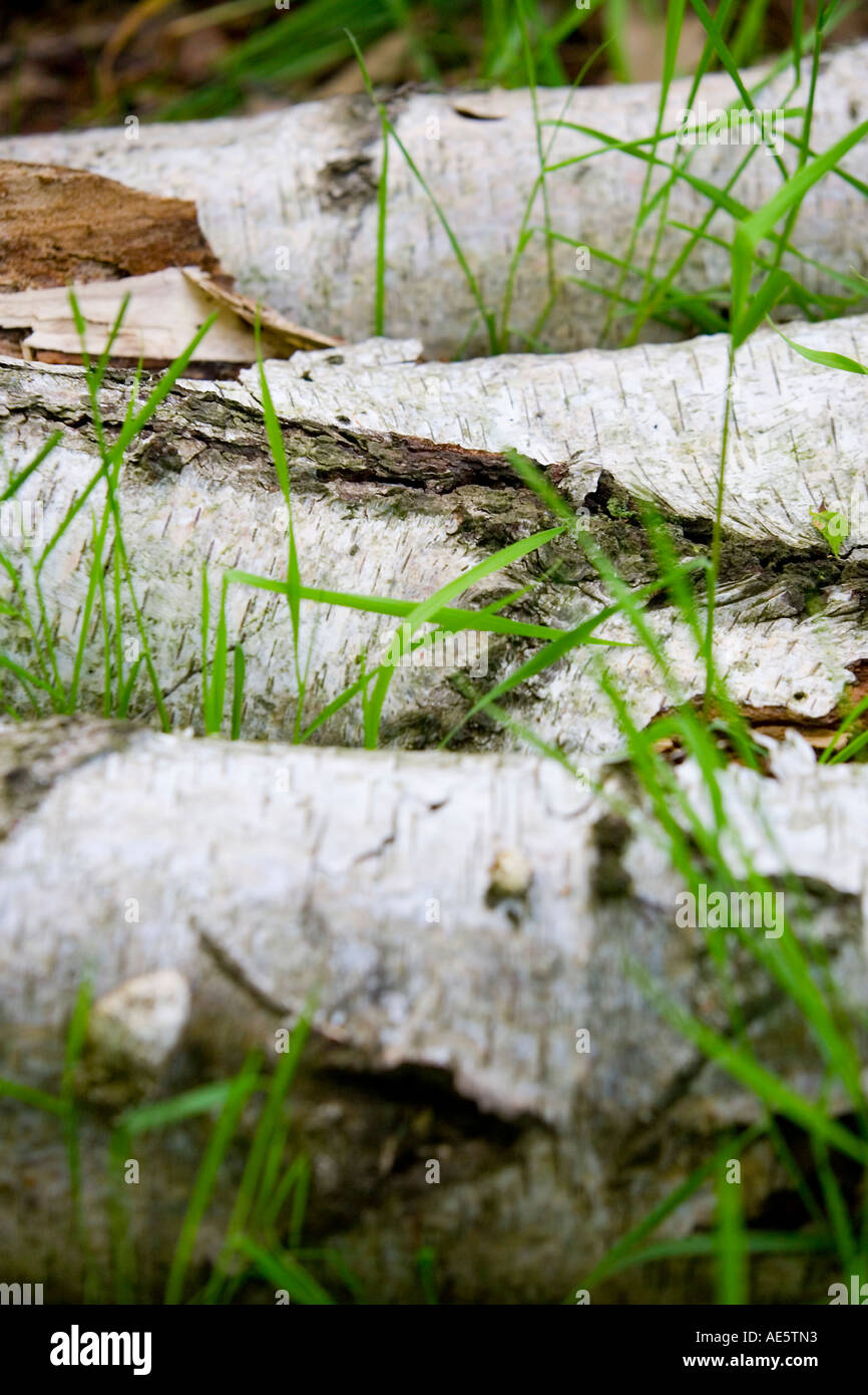Silver Birch anmeldet einen Waldboden Stockfoto