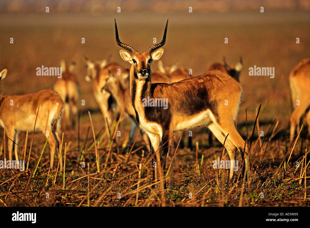 Schwarz Letchwe Kobus Leche Smithemani gefährdeten Arten See Bangweulu Game Management Area Sambia Stockfoto