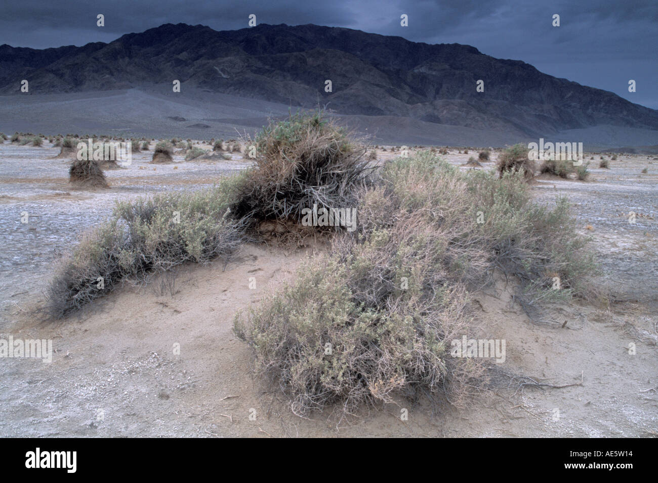 Gewitterwolken über Arrowweed bei Devils Maisfeld unter Tucki Berg Death Valley Nationalpark, Kalifornien Stockfoto