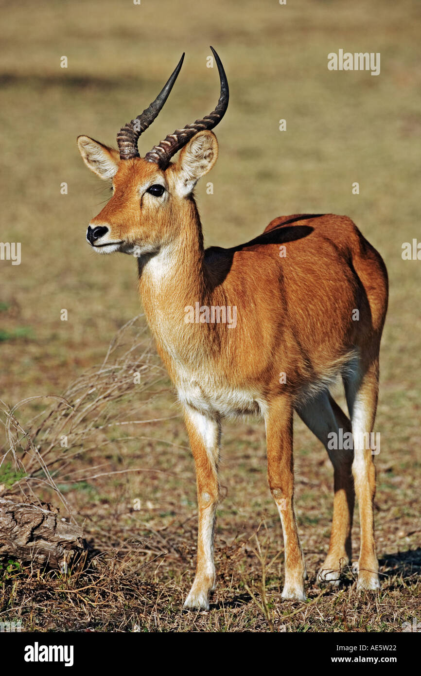Puku Kobus Vardonii Luangwa Nationalpark Sambia Lebensraum ist Grünland Vertrieb Süd- und Zentralafrika Stockfoto