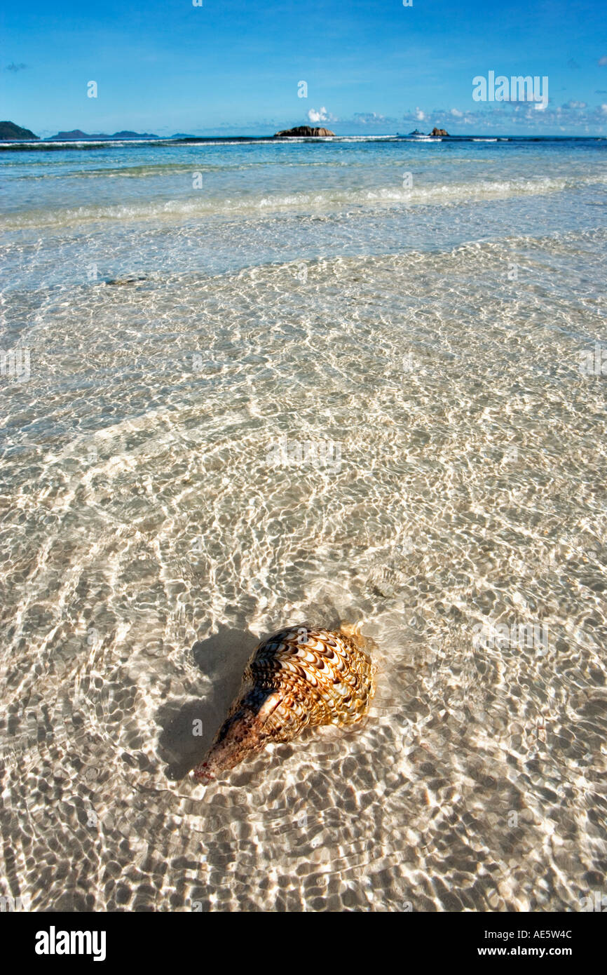Tritonen Trompete Meer Shell Charonia Tritonis Washed up am Strand Seychellen Stockfoto
