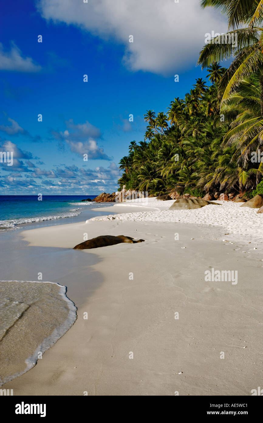 Anse Victorin Strand und Palmen Bäume gewählt von der Londoner Sunday Times als der Welt s beste Strand Fregate Island-Seychellen Stockfoto
