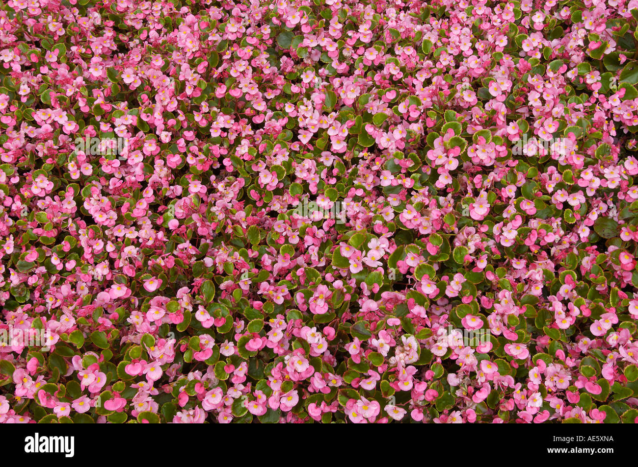 Bettwäsche-Begonie (Begonia-Semperflorens-Hybride) Stockfoto