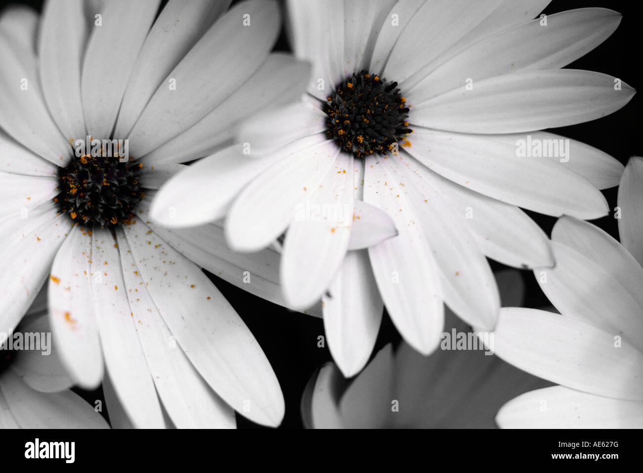 TRAILING HERBERS Osteospermum fruticosum Stockfoto