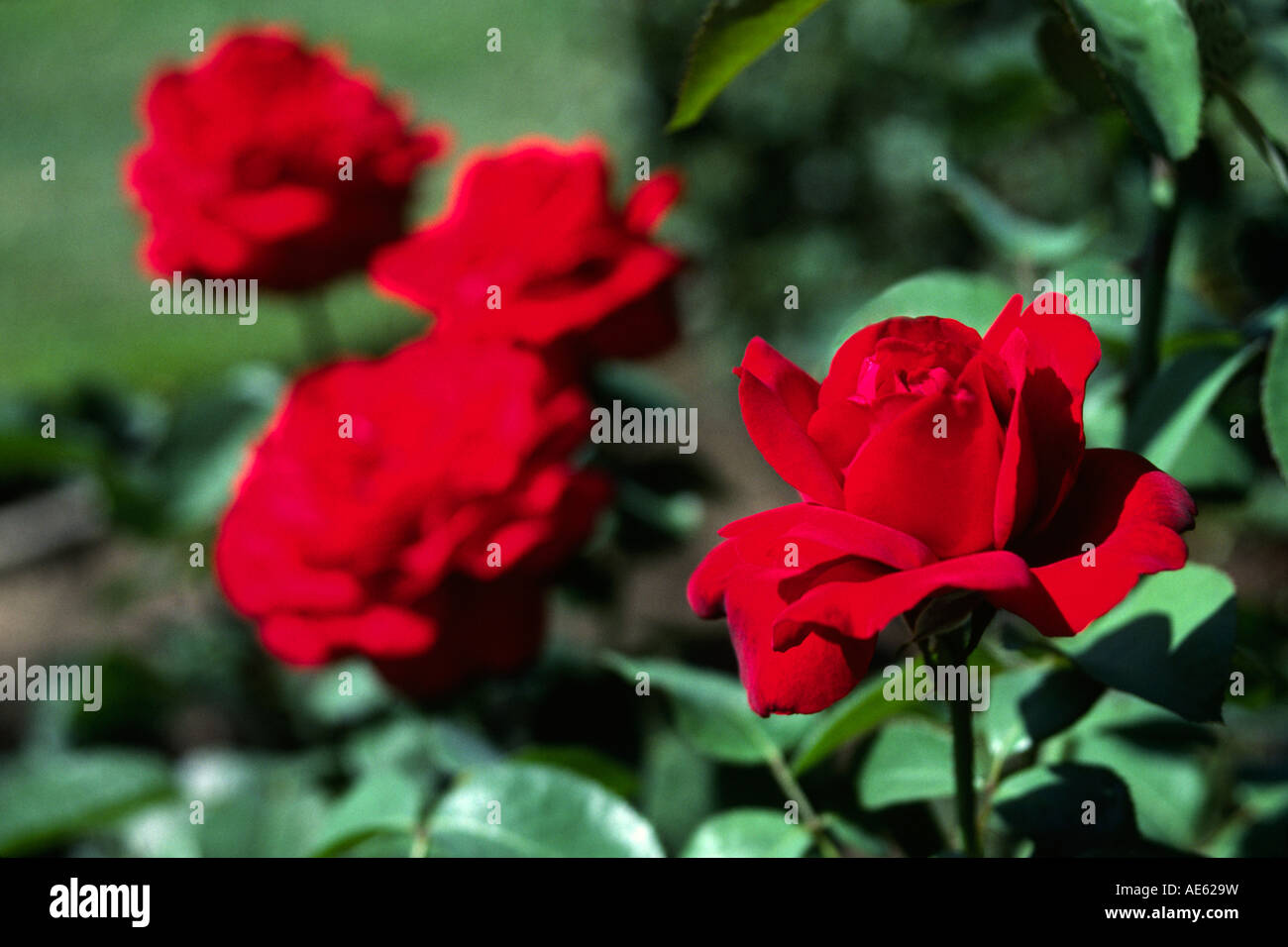 ROTE Rosen in voller Blüte Stockfoto