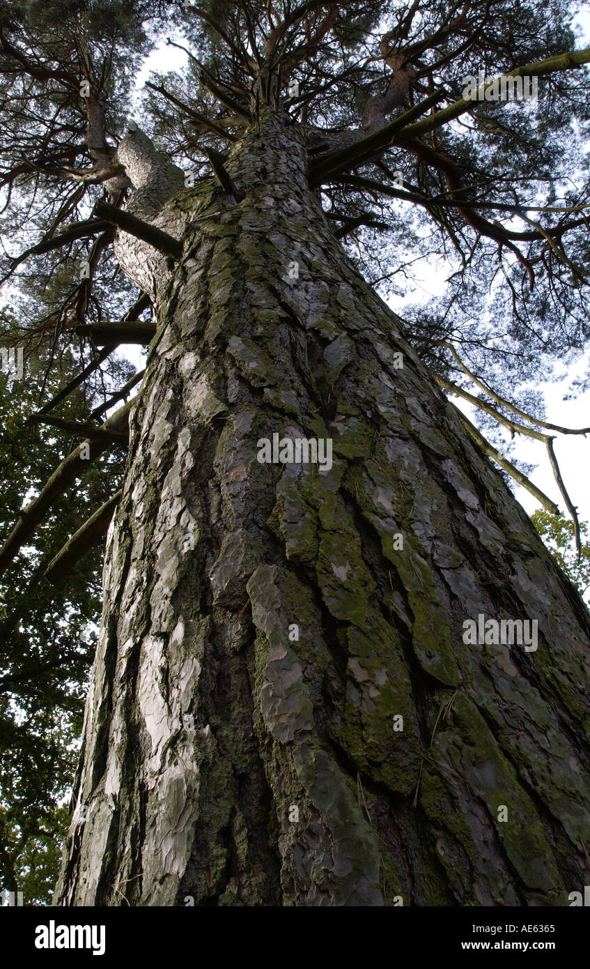 Hohe Kiefer Ansicht von unten im Wald in Oxfordshire-England Stockfoto