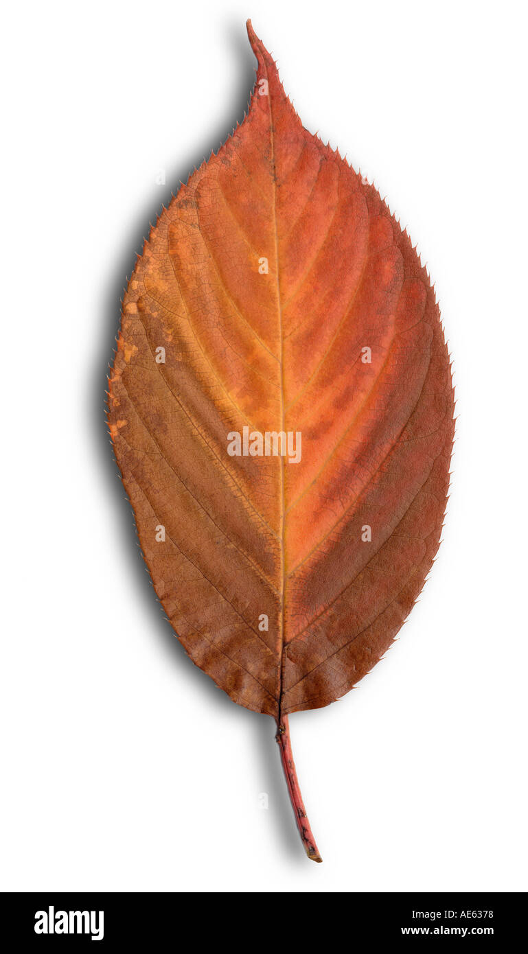 Herbstlaub mit Drop Shadow herbstlichen Farbe Farbe Blatt Blätter Baum Herbstsaison saisonale rot gelb gold goldener Baum fallen fa Stockfoto