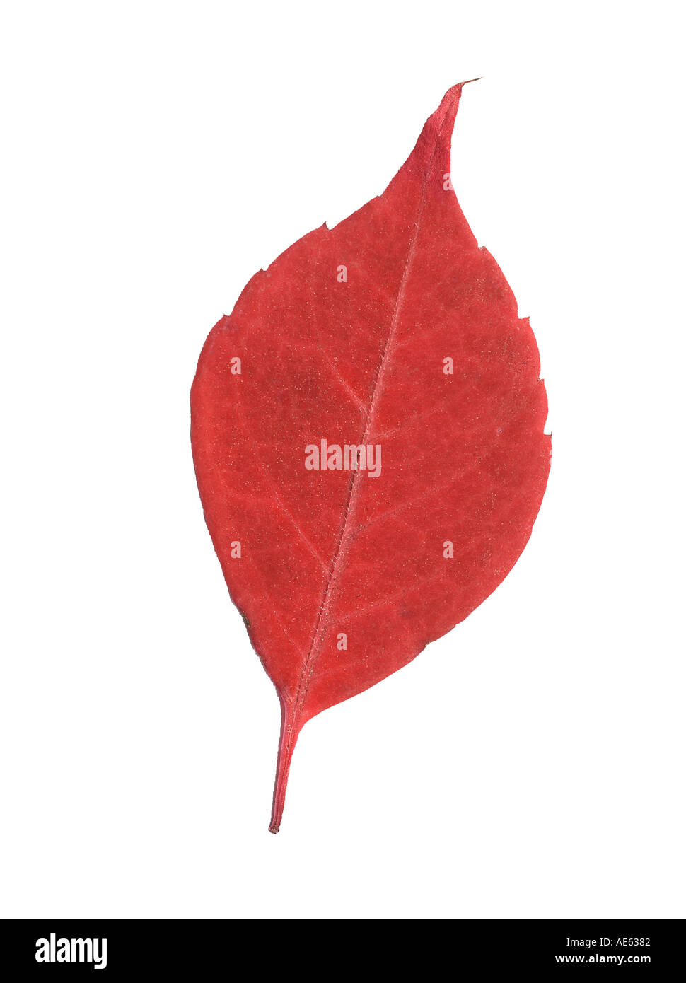 Herbst Blätter im Herbst herbstliche Farbe Farbe Blatt Blätter Baum Saison saisonale rot gelb gold goldene Baum fallen fallende Sterne gefallen Stockfoto