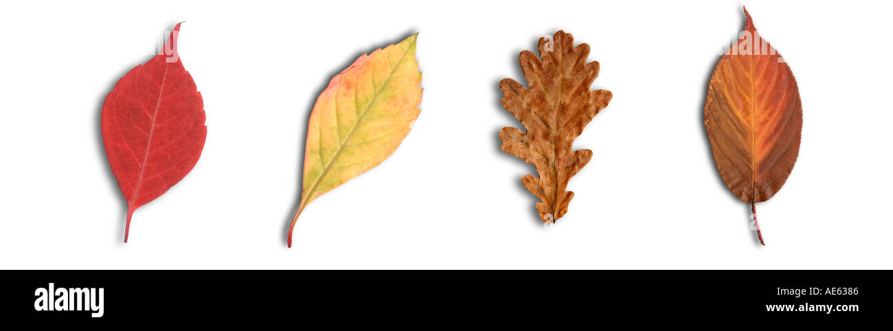 Herbstlaub auf A4 Layout Herbst herbstliche Farbe Farbe Blatt Blätter Baum Saison saisonale rot gelb gold goldener Baum fallen fallin Stockfoto