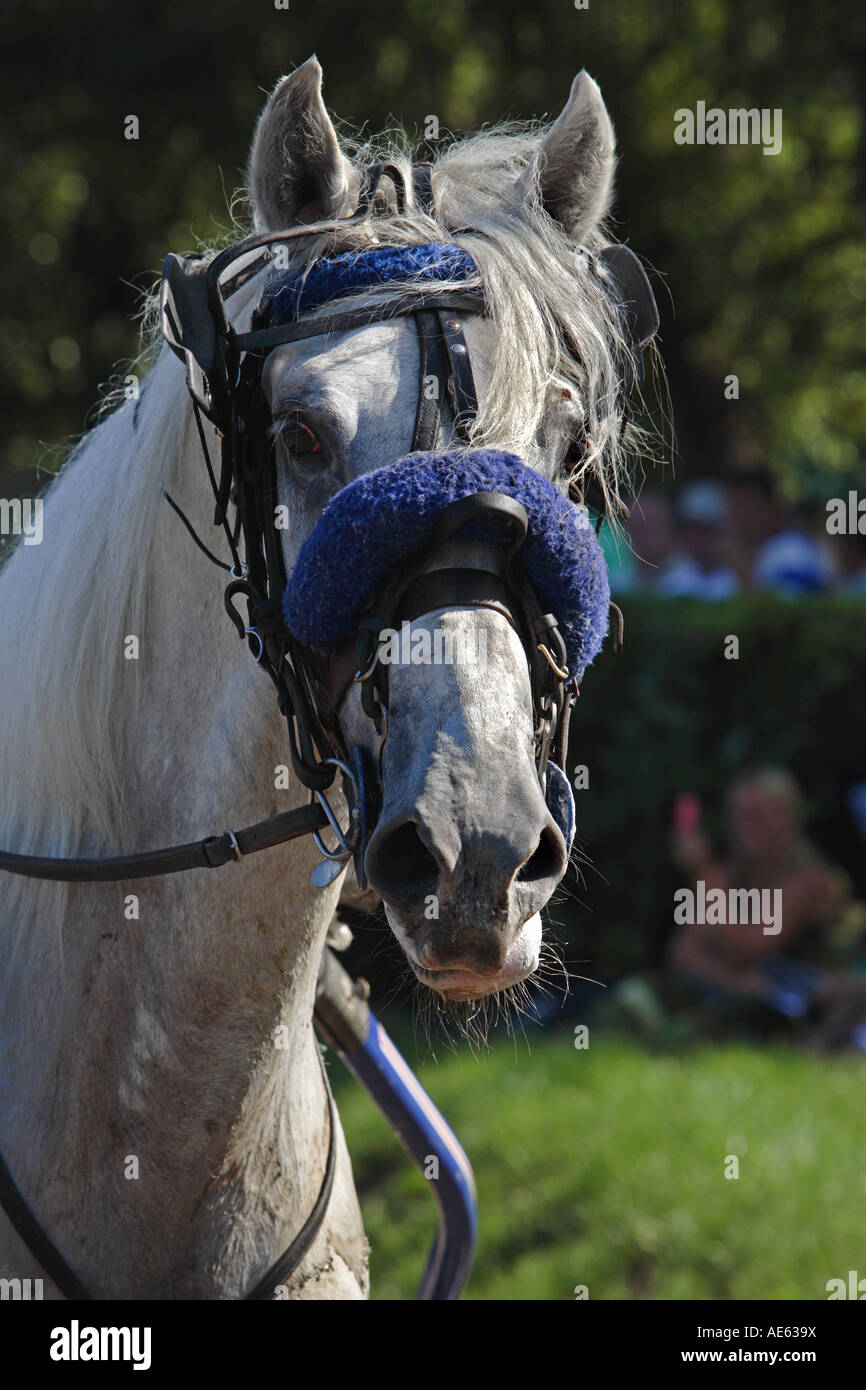 Orlow Traber in Russland Stockfoto