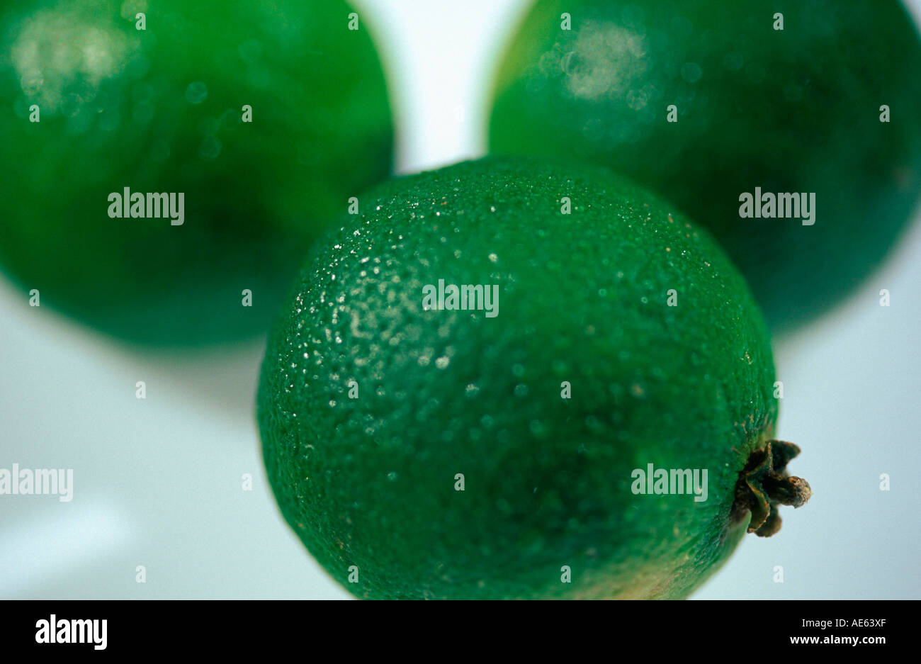 Citrus aurantiifolia Fotos und Bildmaterial in hoher Auflösung Alamy