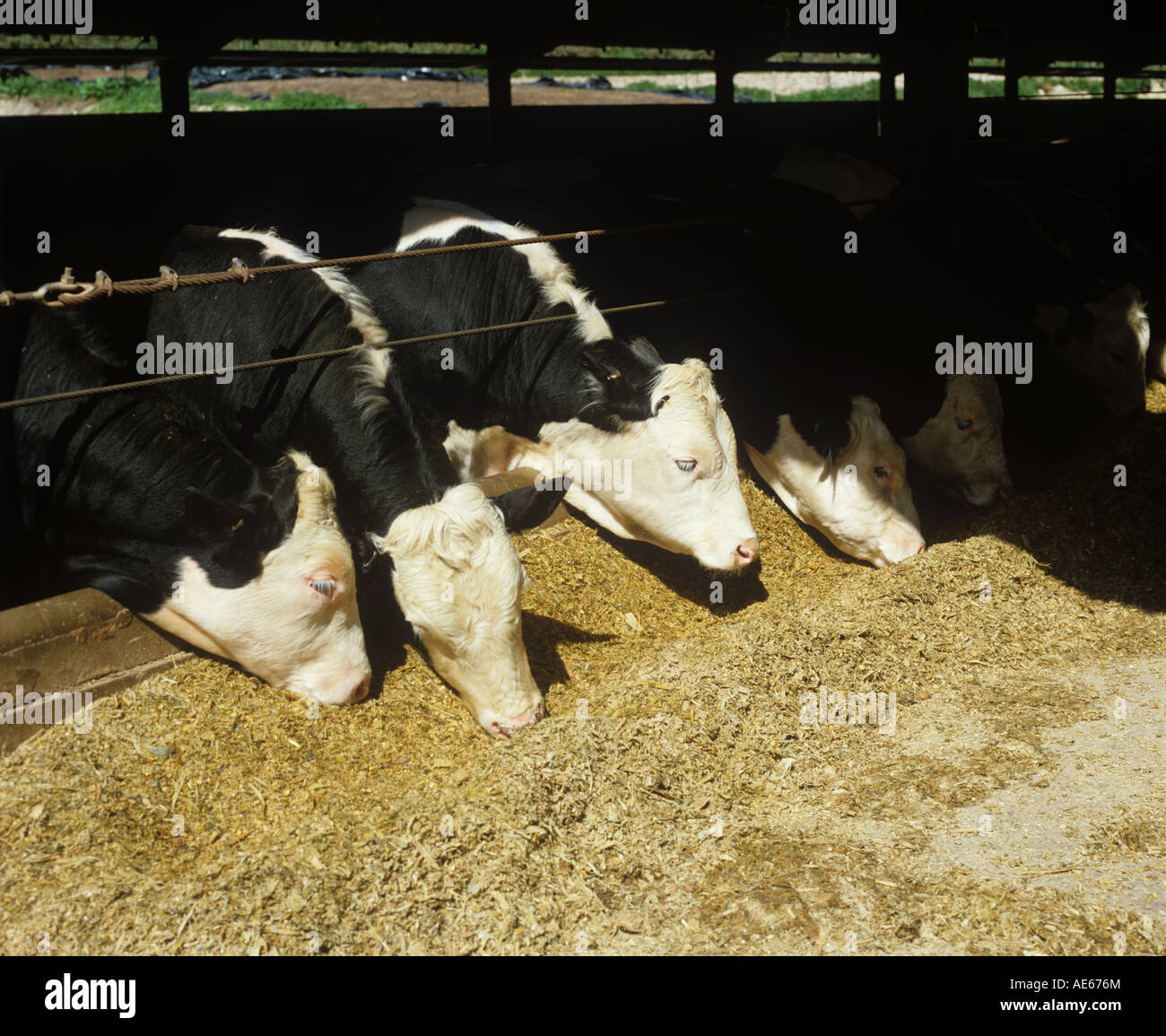 Holstein-Friesian cross Hereford-Rinder im Stifte Fütterung auf Schnittmais Stockfoto