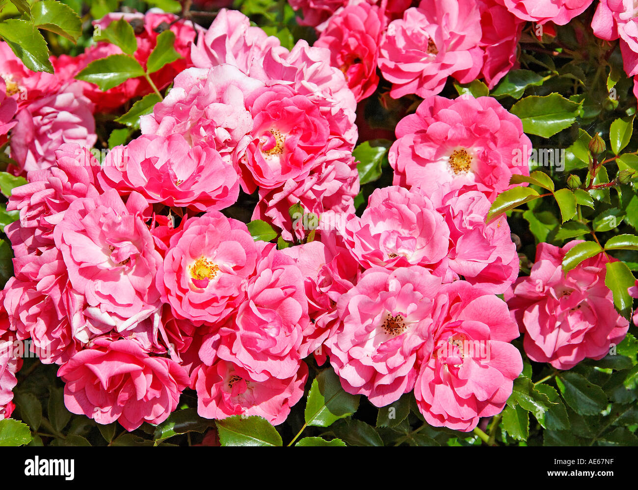 Herrliche Rosen Stockfoto