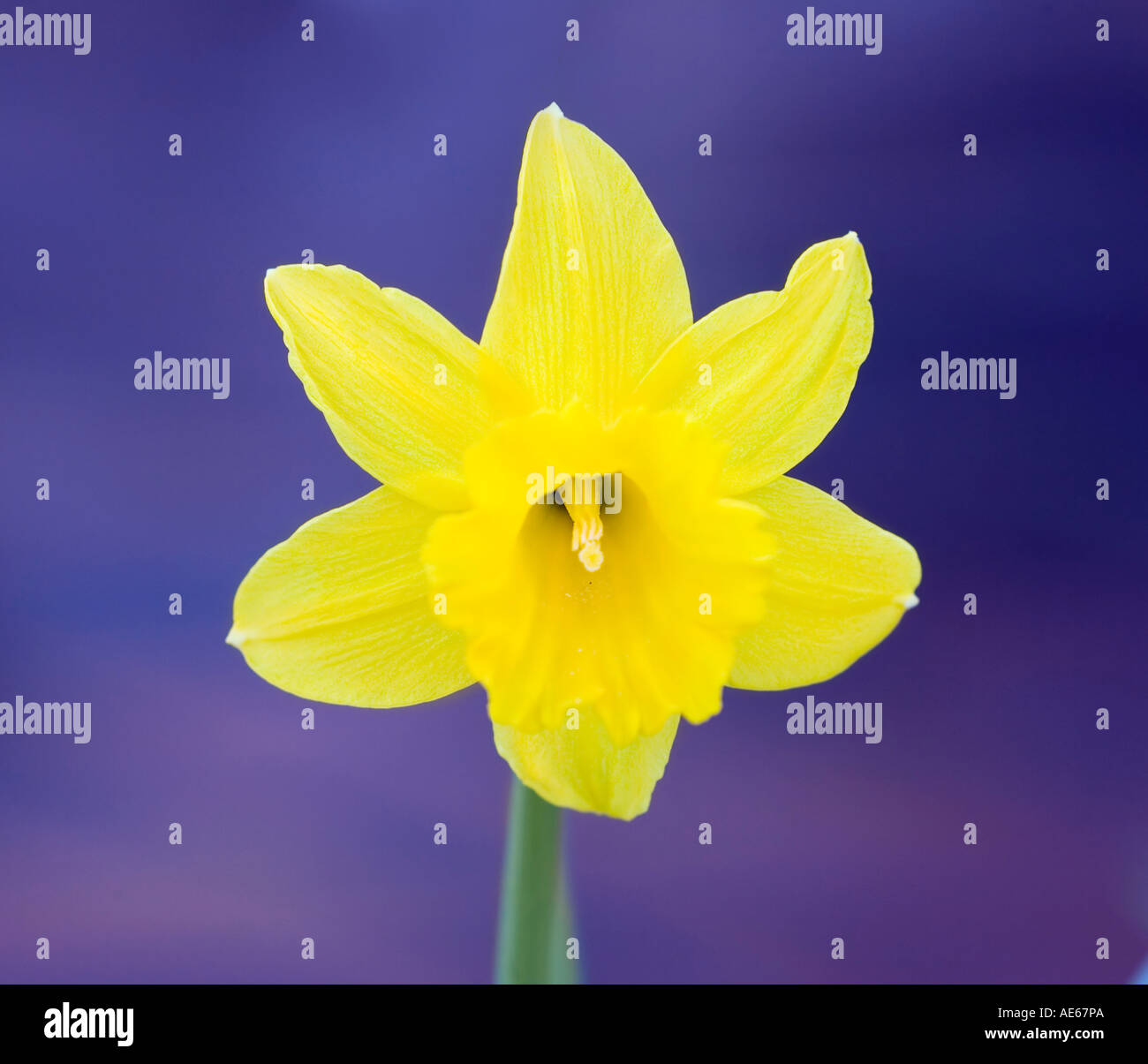 Gelbe Blüte einer Narzisse Stockfoto
