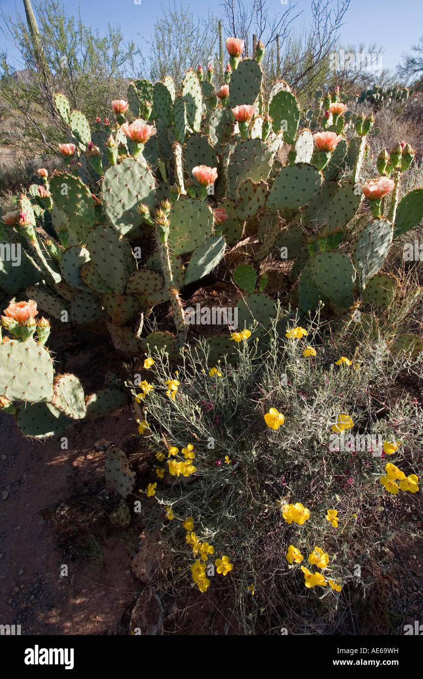 Opuntia Kaktus und Brittlebush Bloom in der Sonora-Wüste in der Nähe von Tucson Arizona Stockfoto