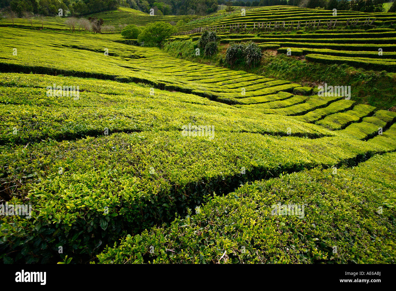 Die Teegärten von Gorreana. Azoren, Portugal Stockfoto
