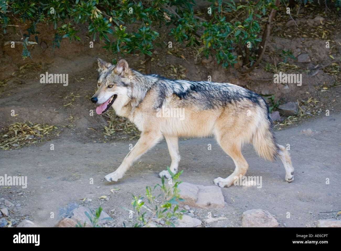 Grauer Wolf Canis Lupus Bayleyi Arizona Sonora Desert Museum Tucson Arizona USA 20 März Stockfoto