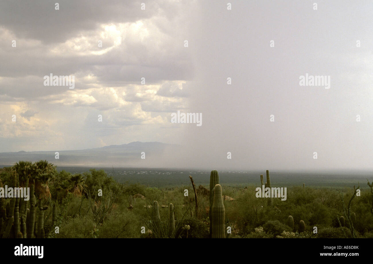 Eine Wand aus Regen fegt über das Wüste Bassin während eines Sommer-Monsun-Sturms in der Nähe von Tucson Arizona Stockfoto
