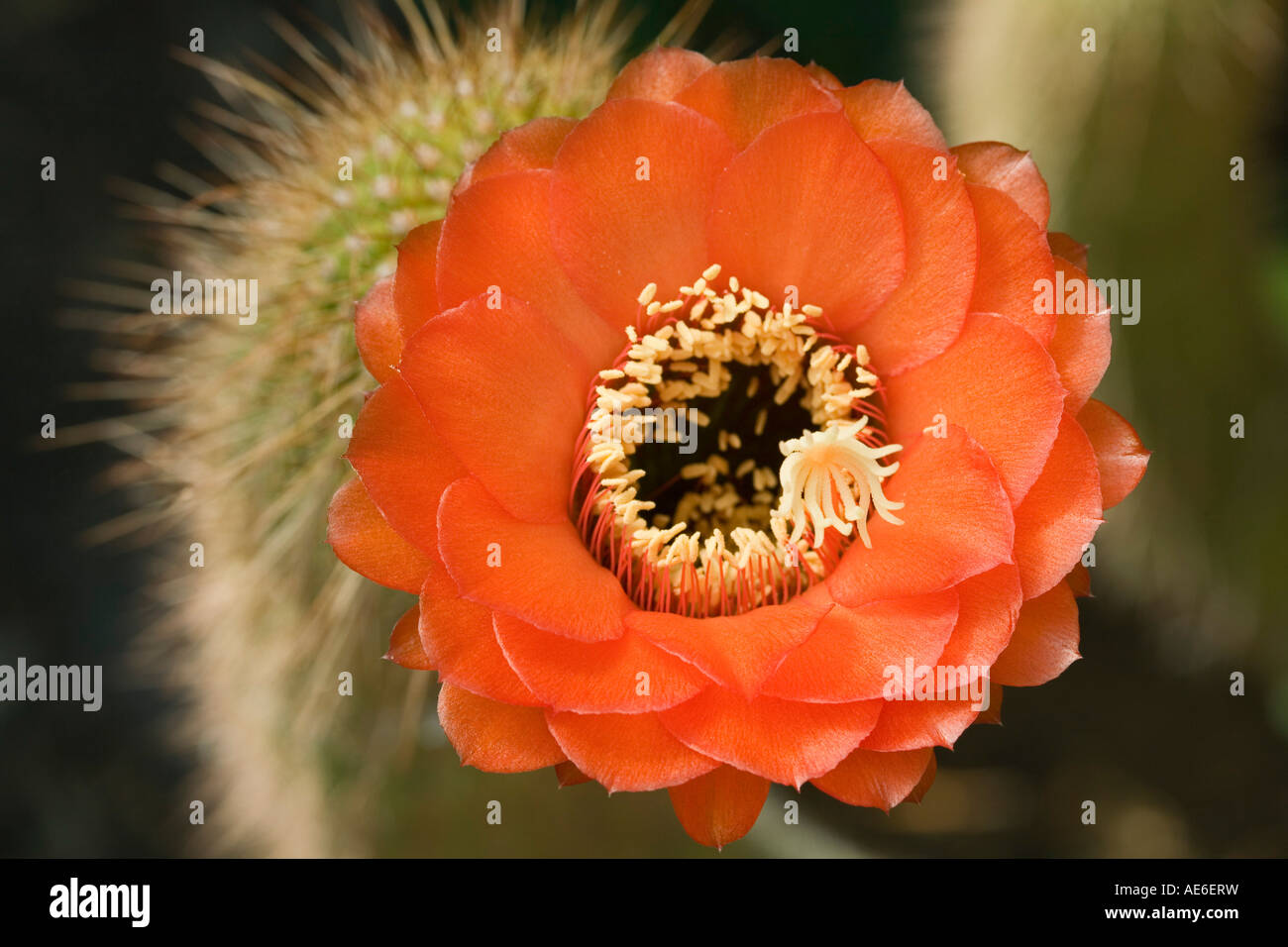 Orange Hybrid Trichocereus Kaktus Blume Stockfoto