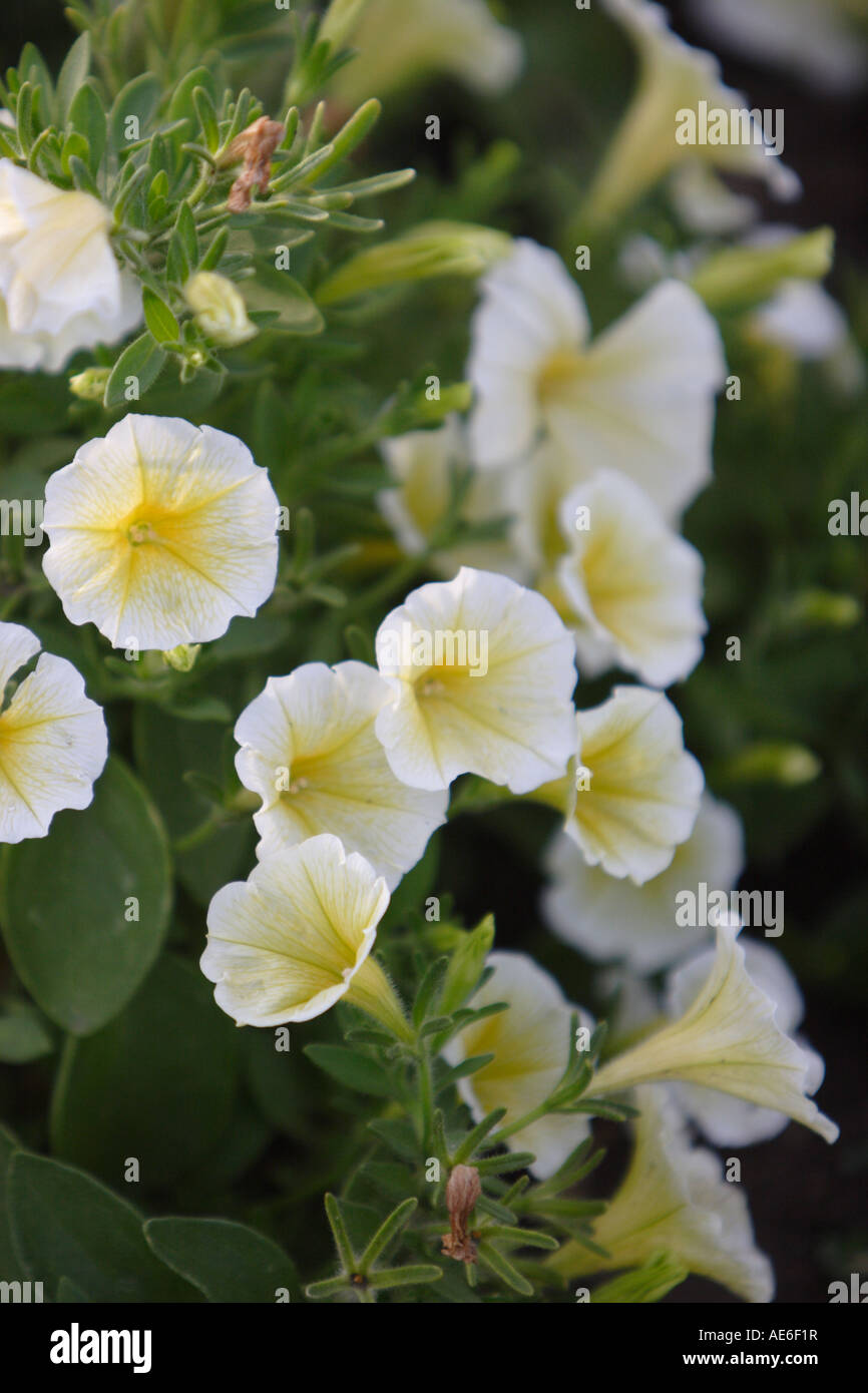 Ein horizontales Bild des kleinen weißen Petunien Blüten mit gelben Zentren zeigen grüne Blätter wachsen in einem Garten. Stockfoto
