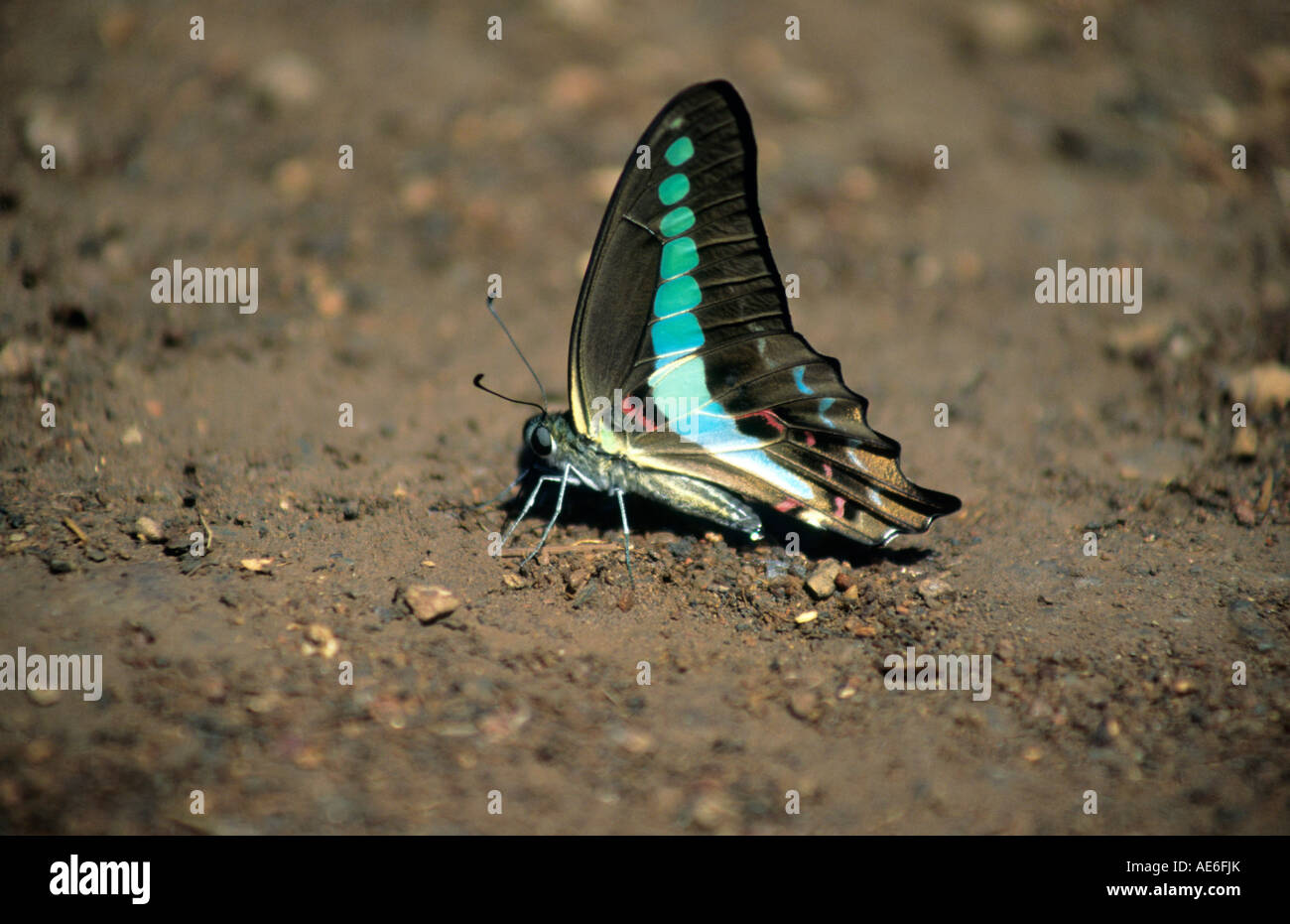 GEMEINSAME Zusammenarbeit Schmetterling Graphium Sarpedon Einnahme Mineralsalze aus dem nassen Boden in Dandeli Wildlife Sanctuary, Karnataka. Stockfoto