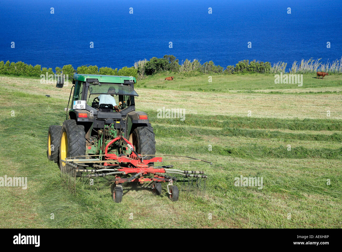 Bauern die Felder arbeiten. Azoren, Portugal Stockfoto